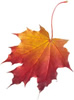 Autumn leaves